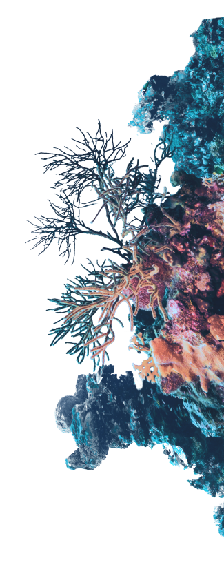 Imagen de corales